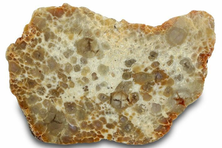 Polished Dinosaur Coprolite Nodule Half - Utah #307450